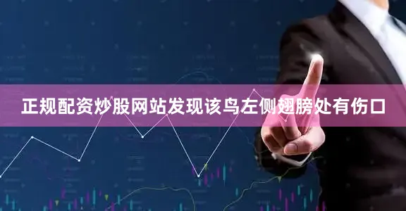 正规配资炒股网站发现该鸟左侧翅膀处有伤口